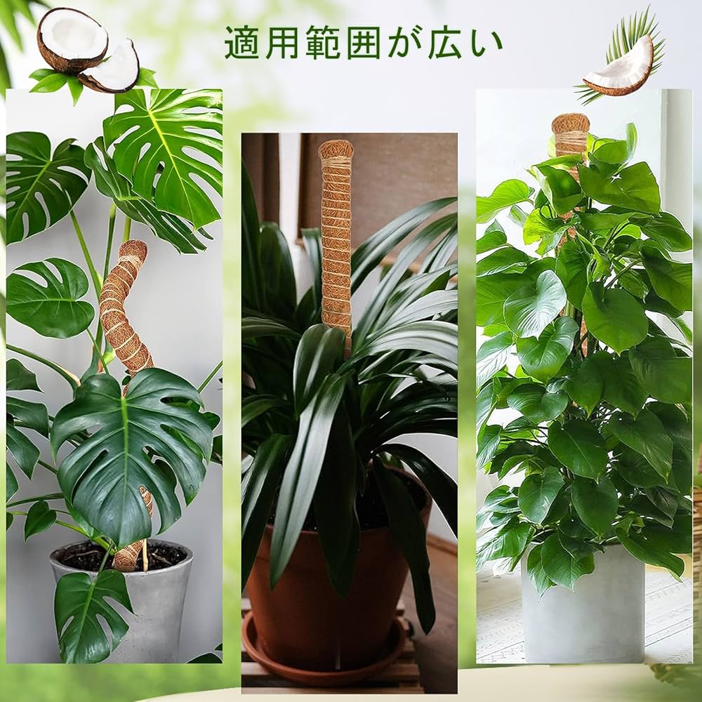 Amazon | 【4本セット】 園芸支柱 (曲げタイプ) モンステラ 支柱